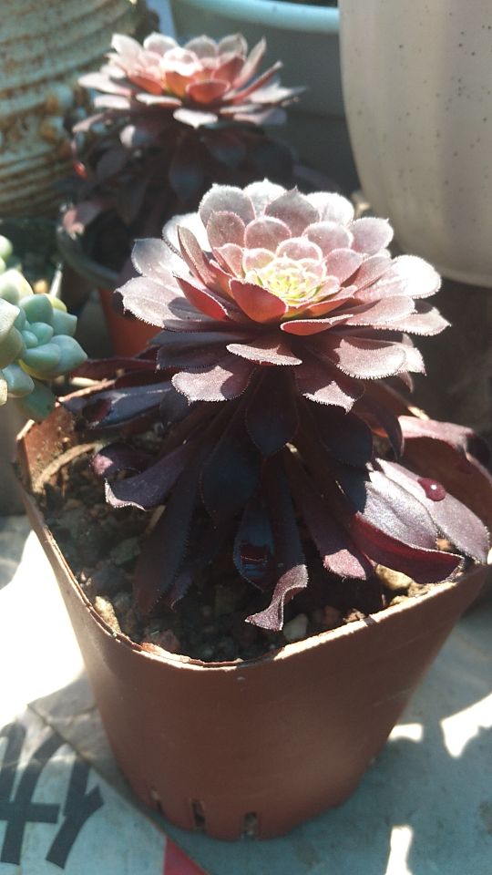 花卉