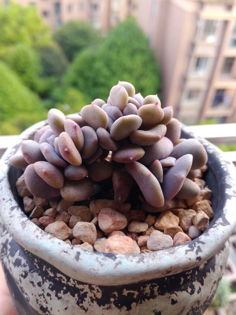 雪精灵