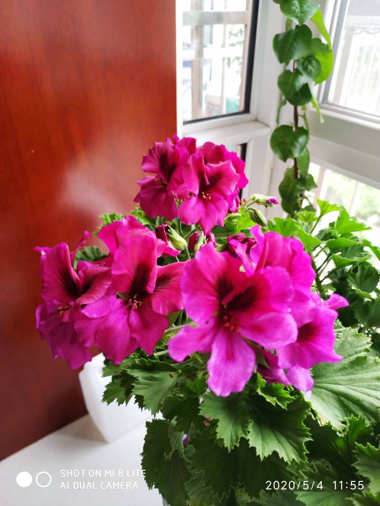 花卉