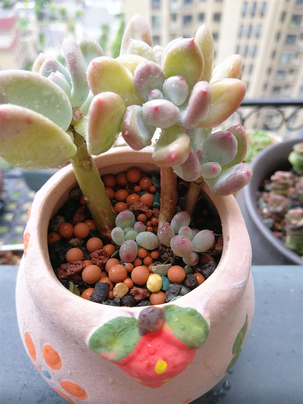 花卉