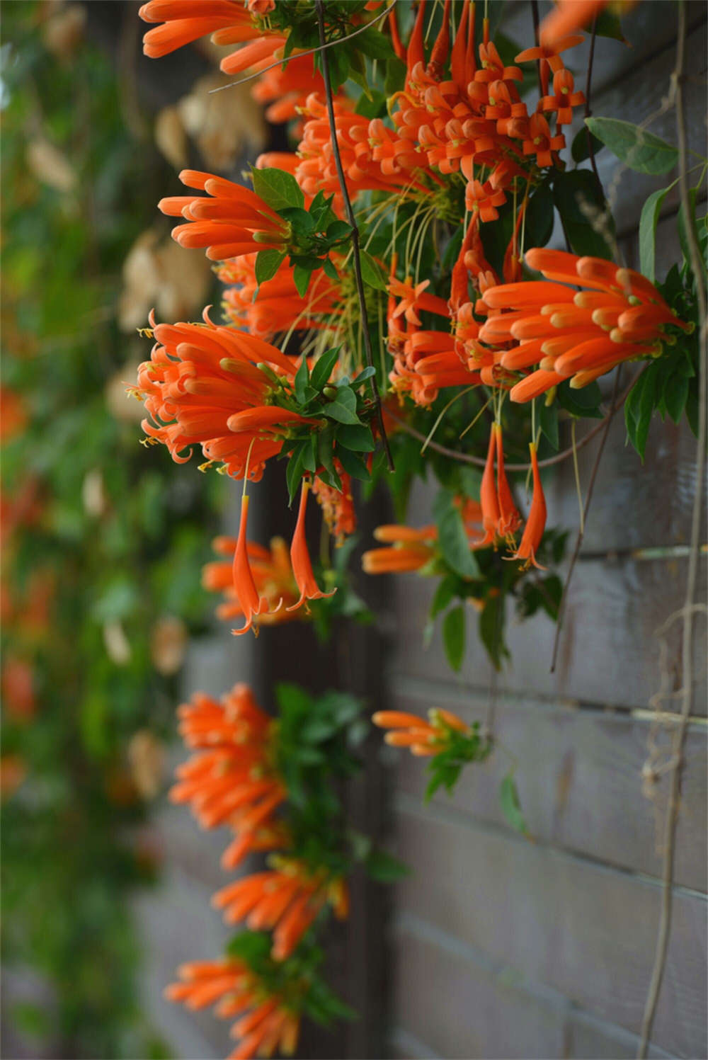 炮仗花