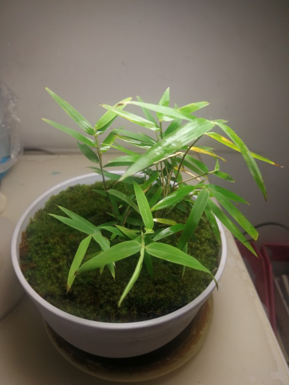 米竹