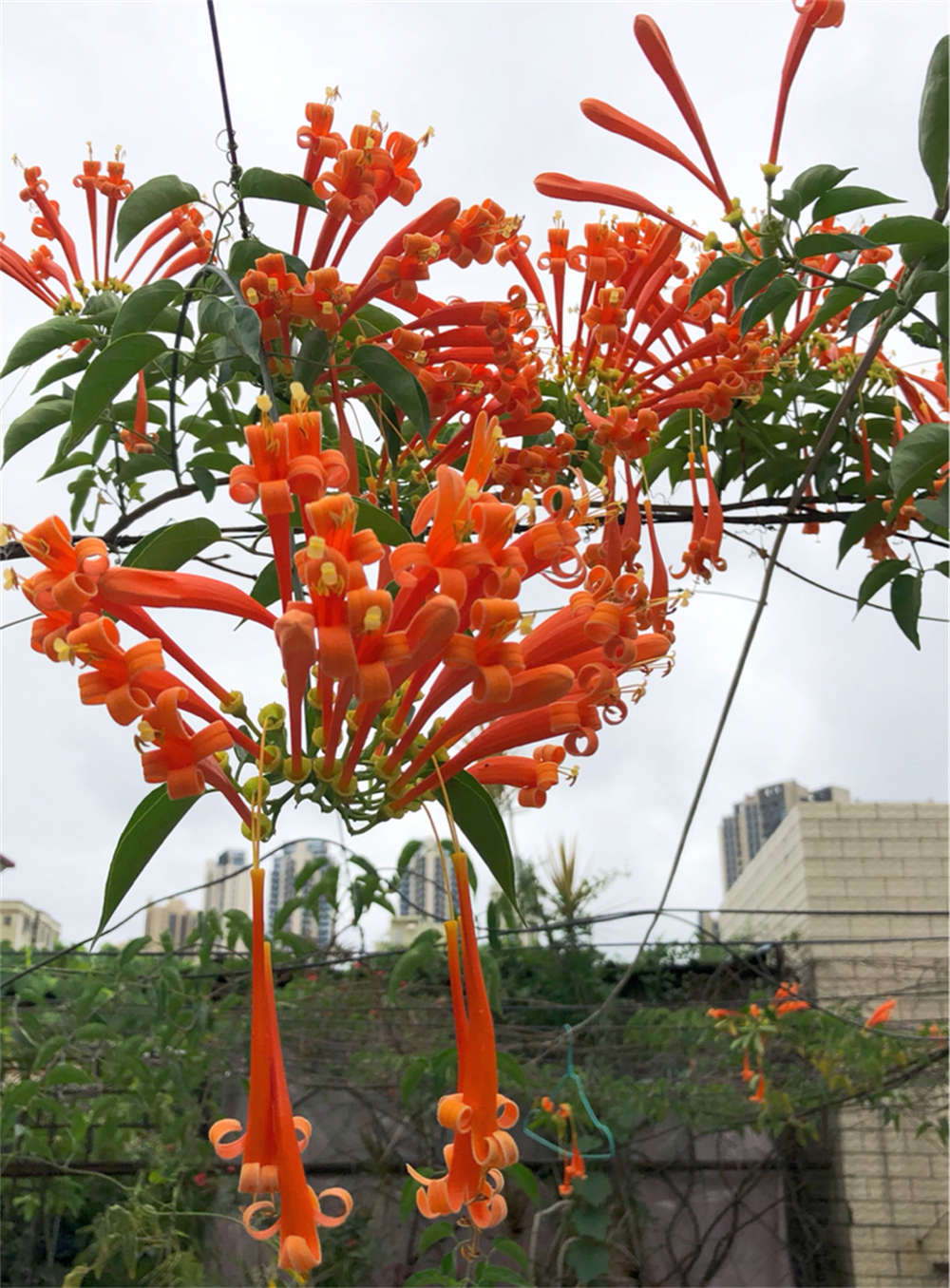 炮仗花