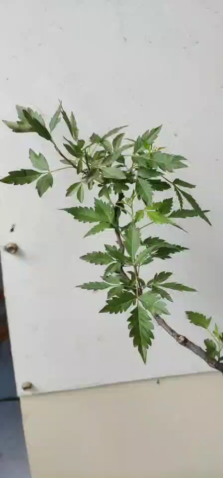 黄荆