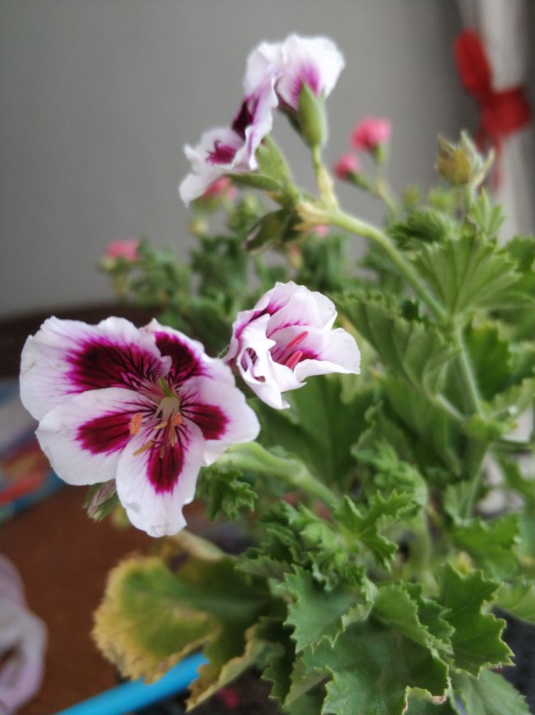 花卉