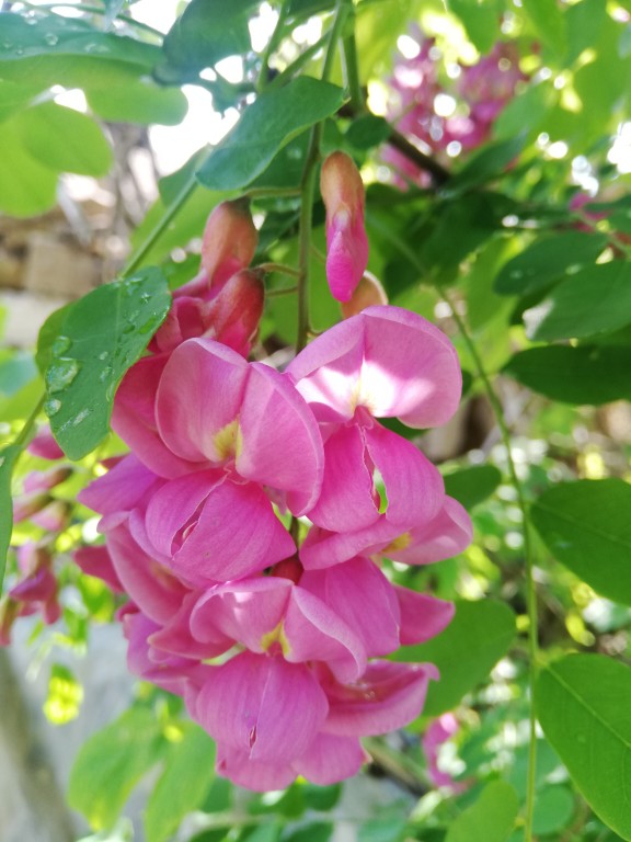 香花槐