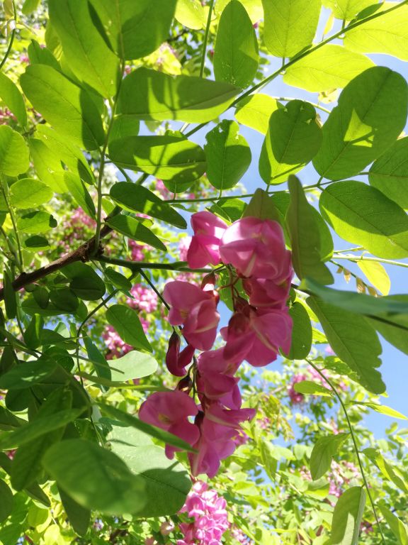 香花槐 香花槐