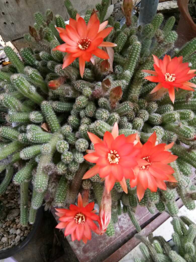 花卉