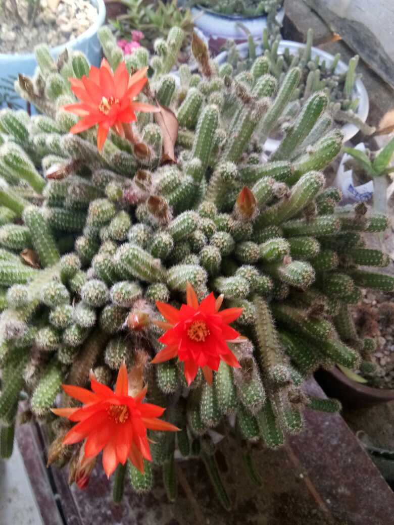 花卉