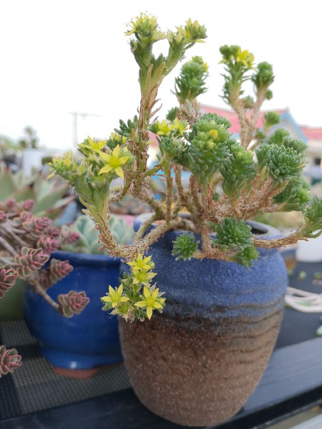 花卉