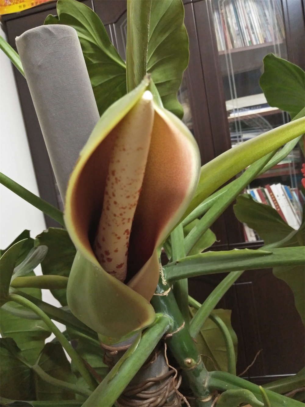 红苞喜林芋