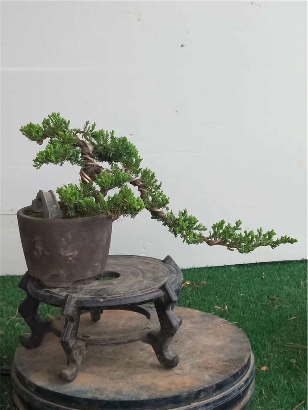 珍珠柏