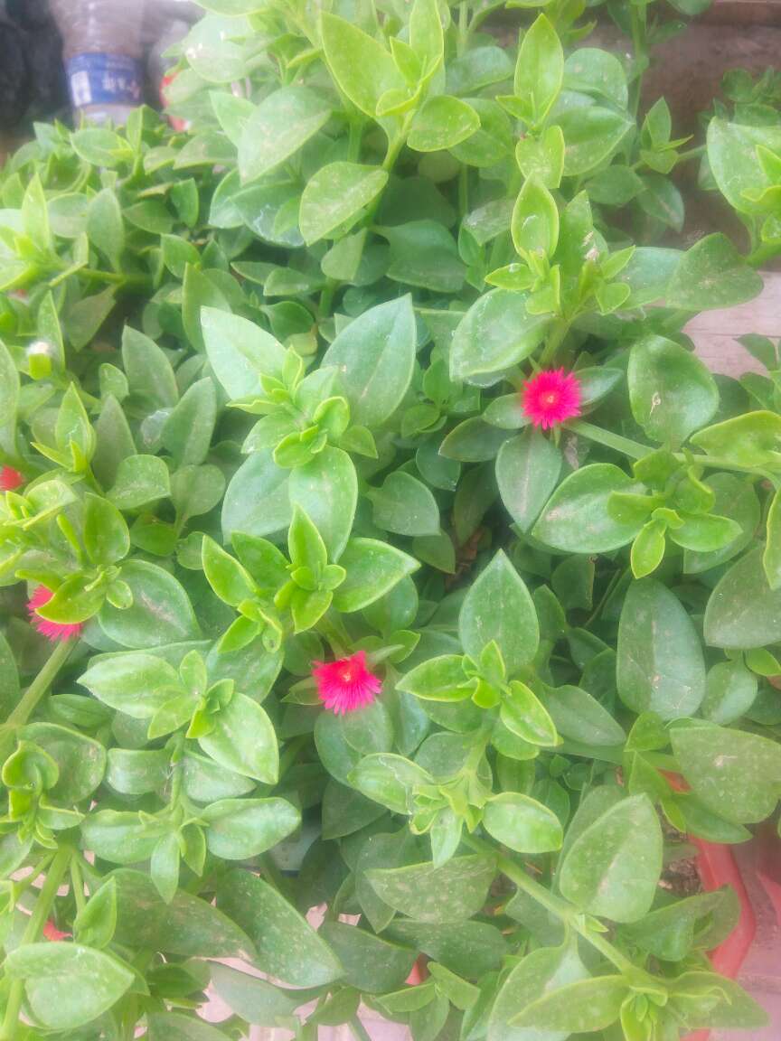 花卉