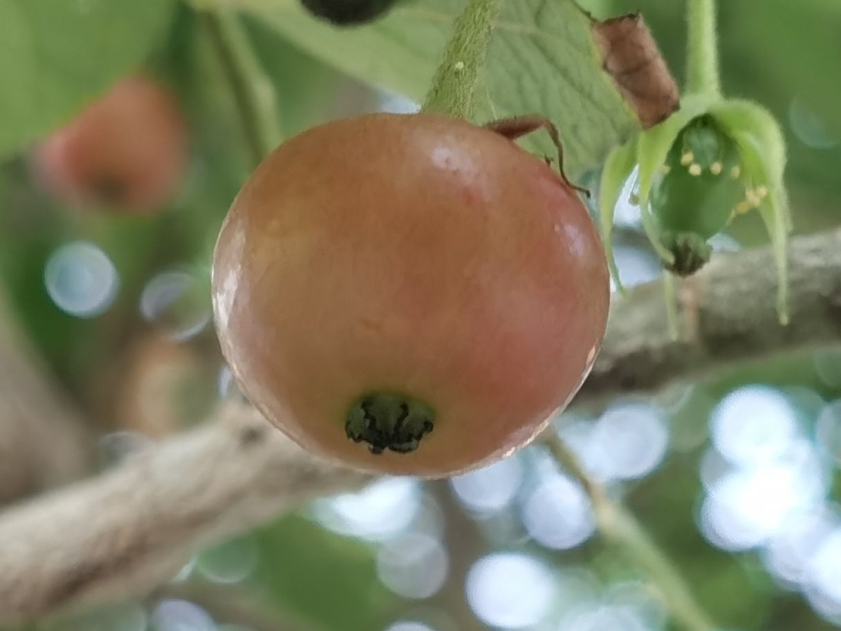 野樱桃