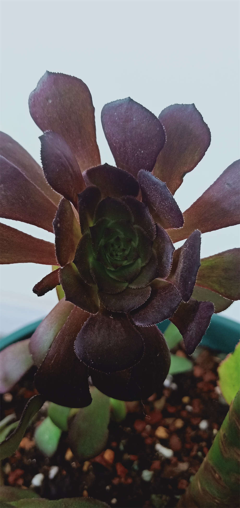 花卉