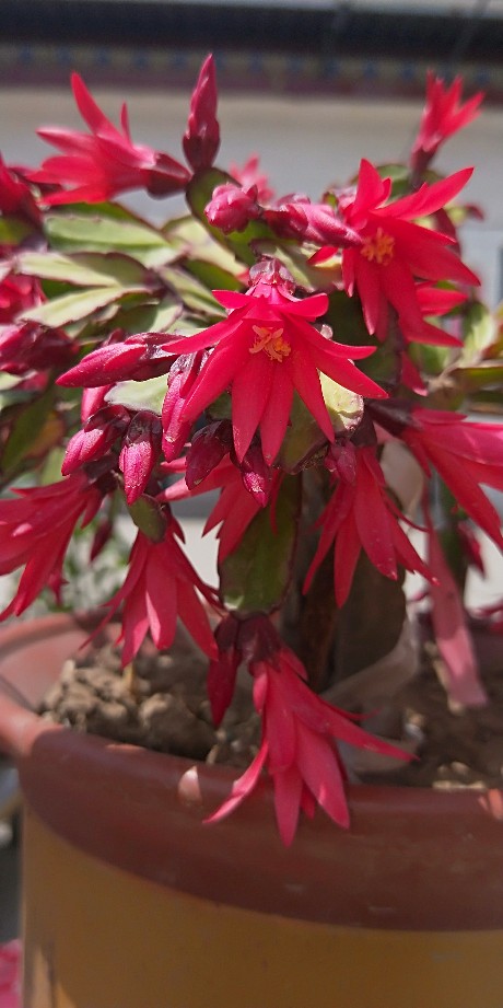 假昙花
