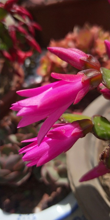 假昙花