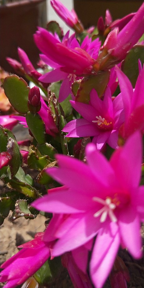 假昙花