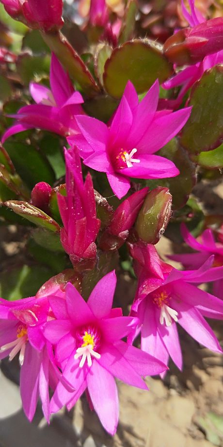 假昙花