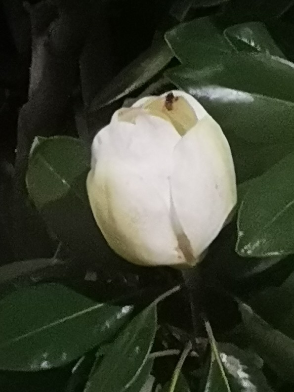 广玉兰