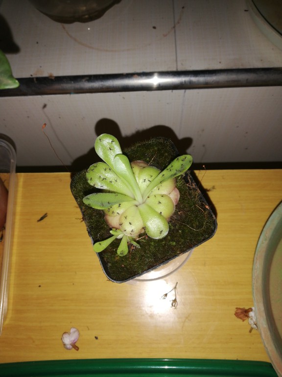 小黑飞