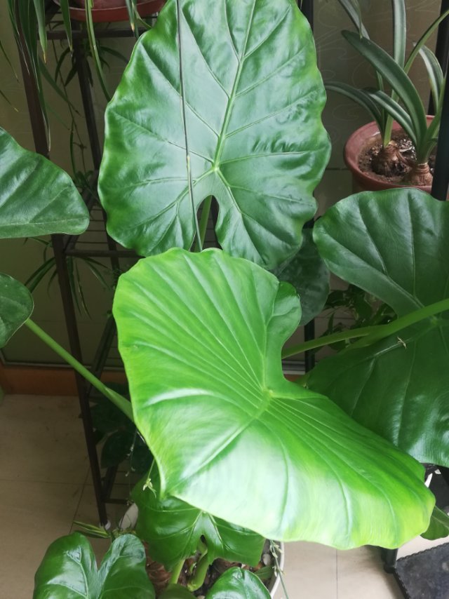 花卉