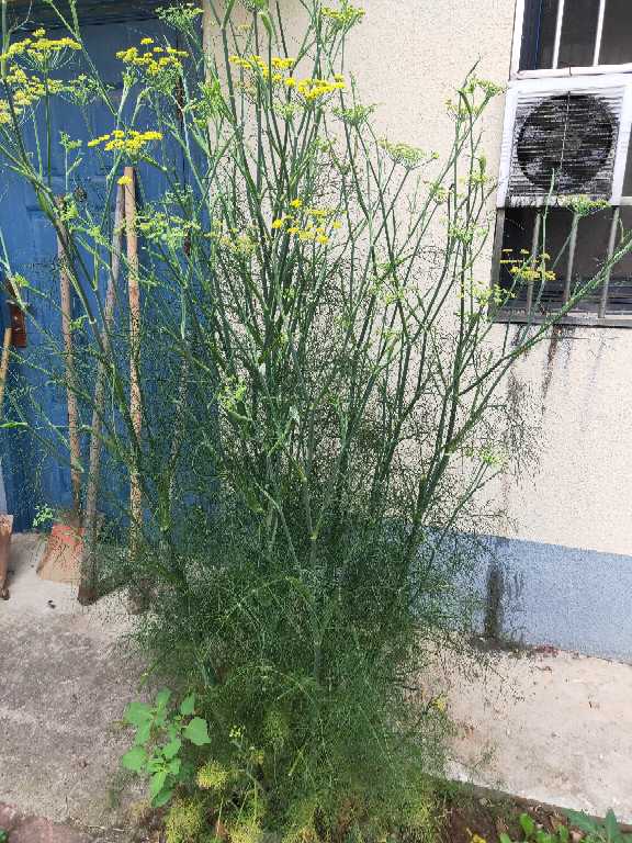 花卉