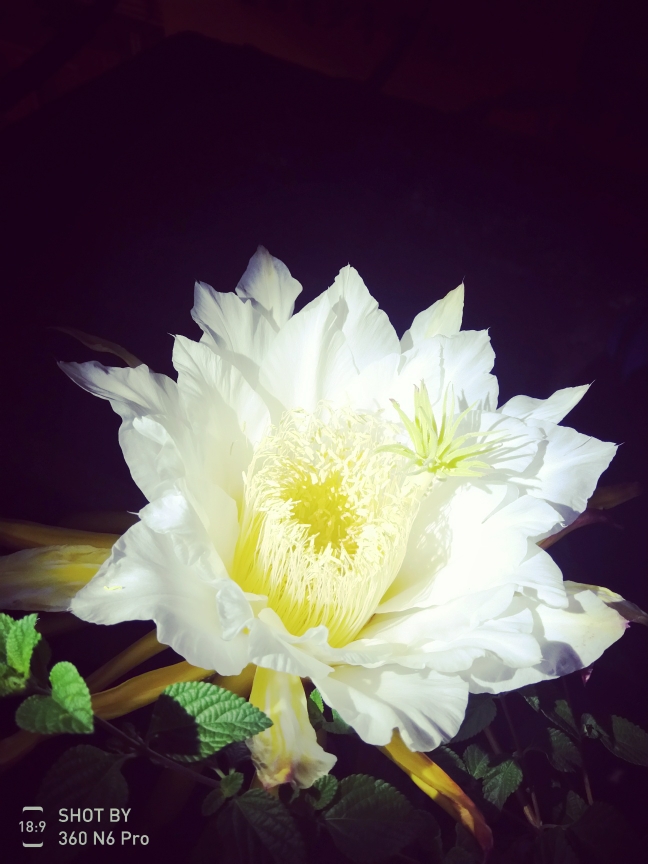 霸王花 霸王花