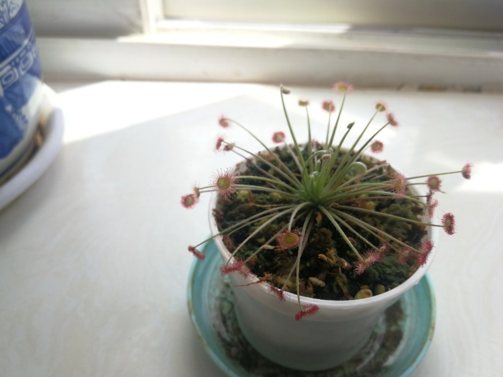 茅膏菜
