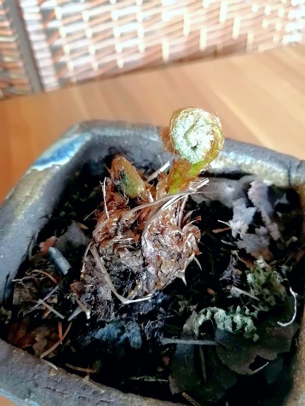 蕨菜