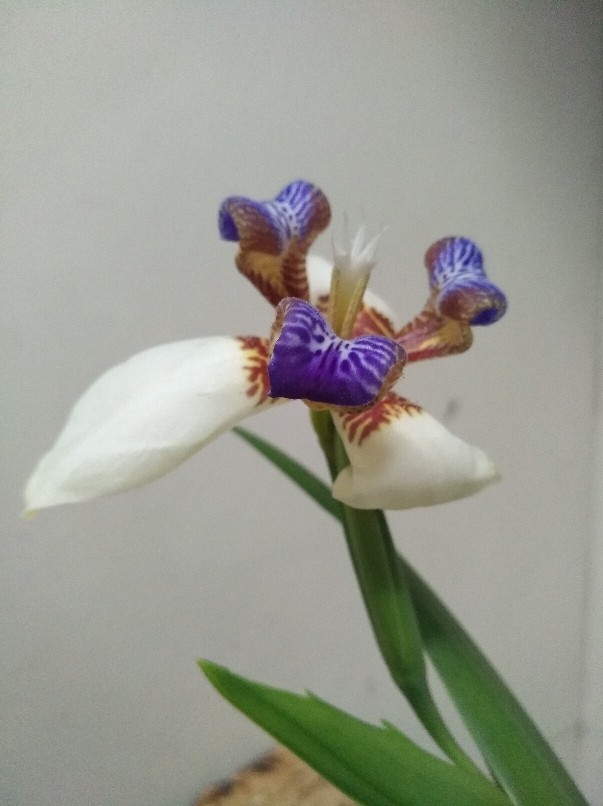巴西鸢尾兰