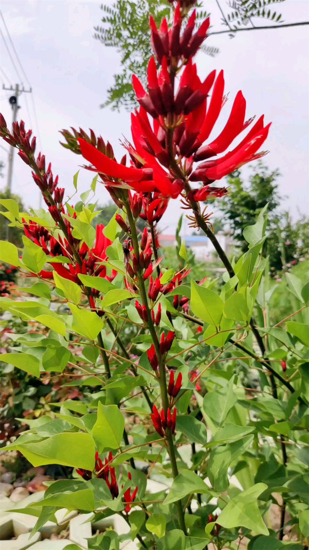 龙牙花