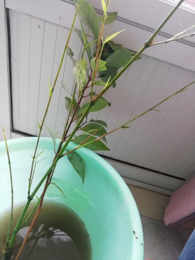 生根水