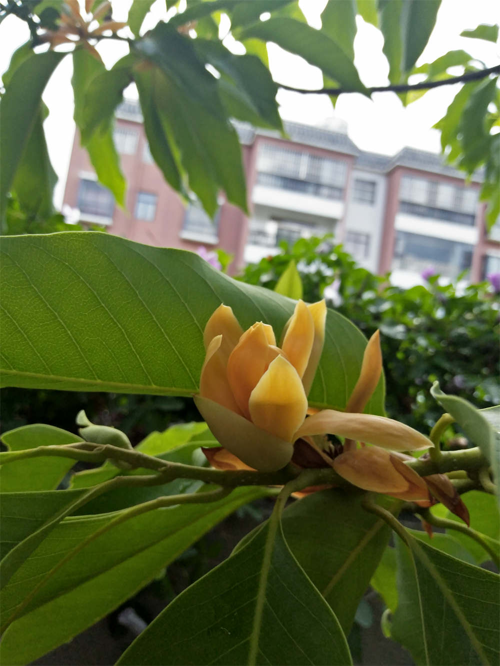 黄玉兰
