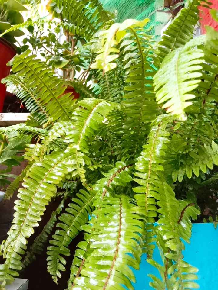 肾蕨
