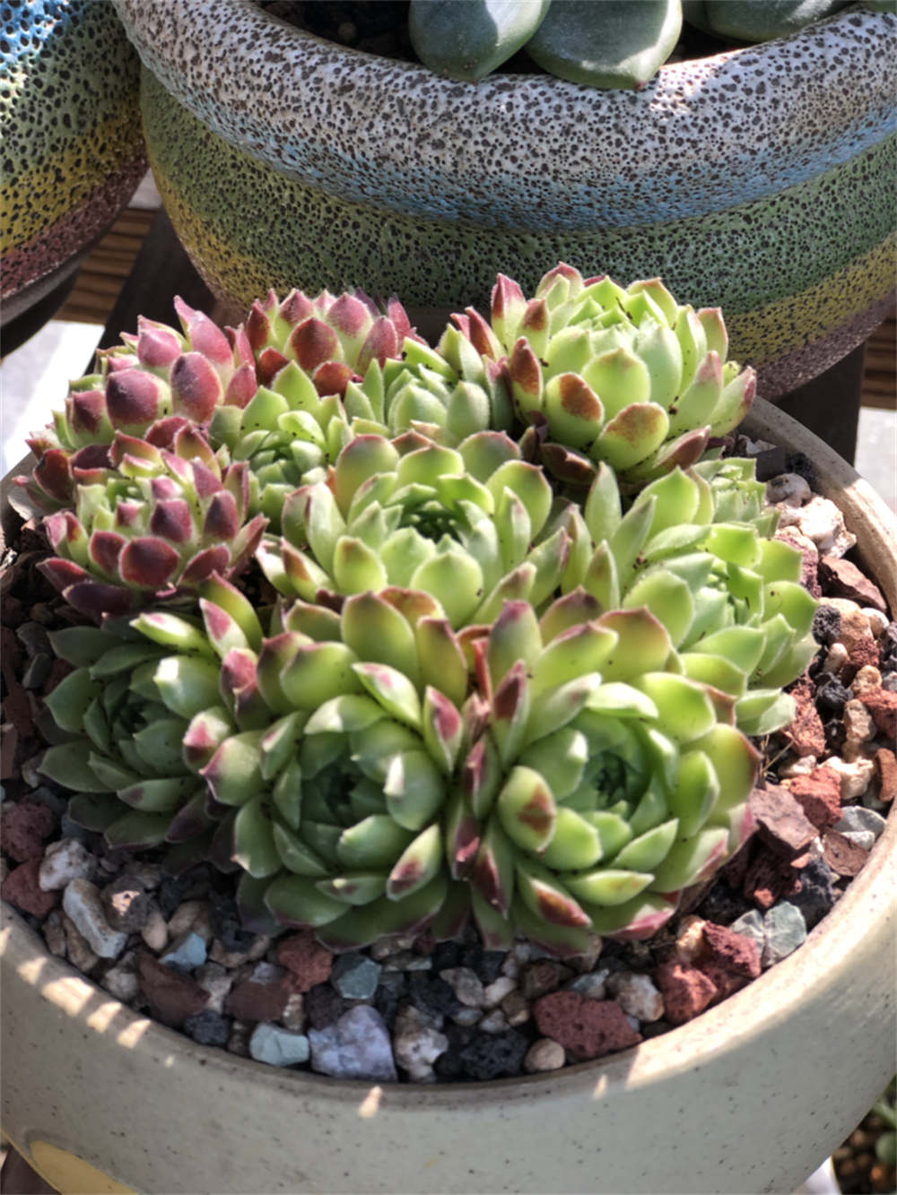 花卉