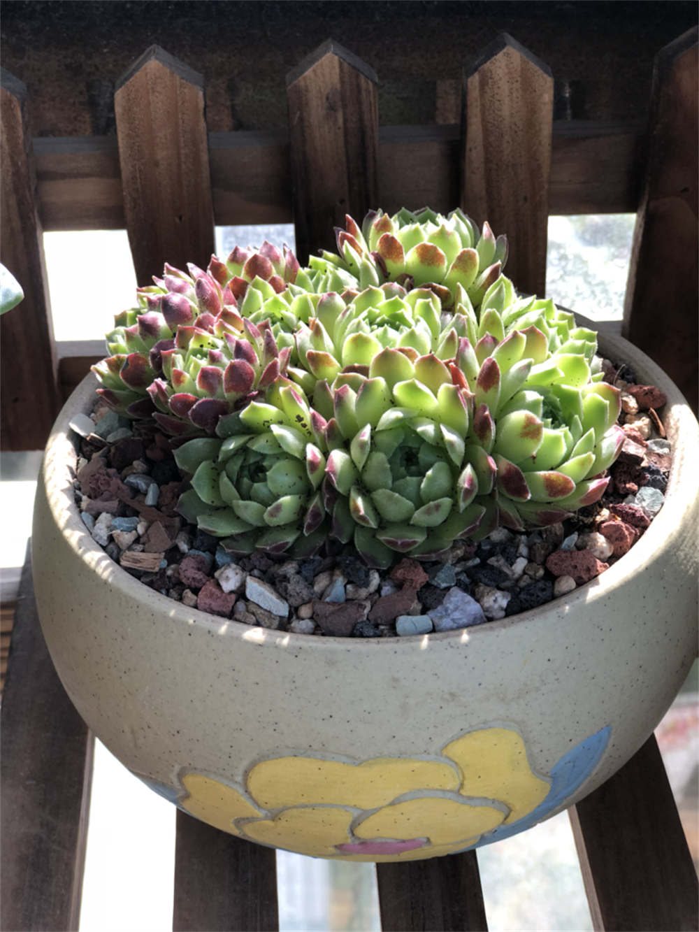 花卉