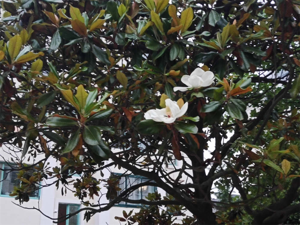 广玉兰