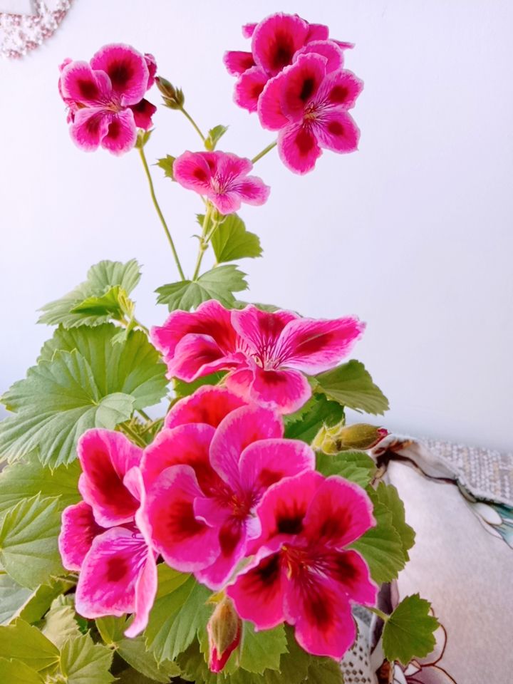 花卉