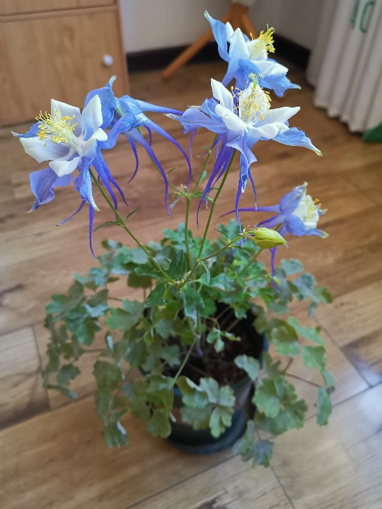 耧斗菜