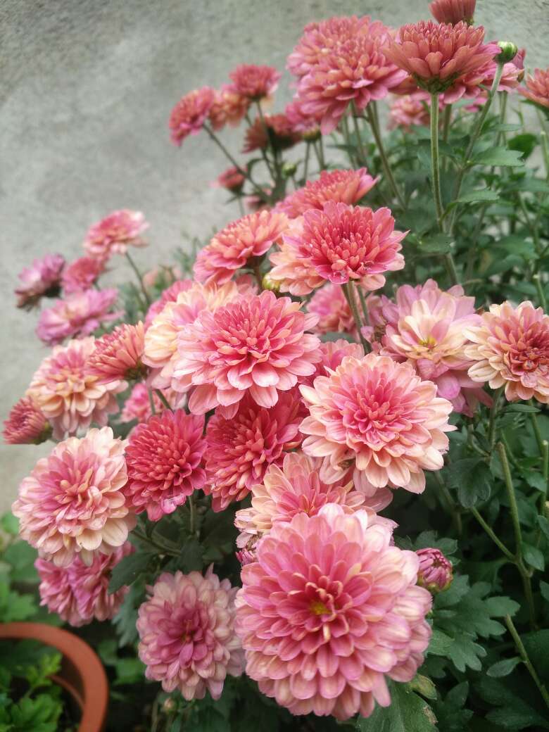 小雏菊