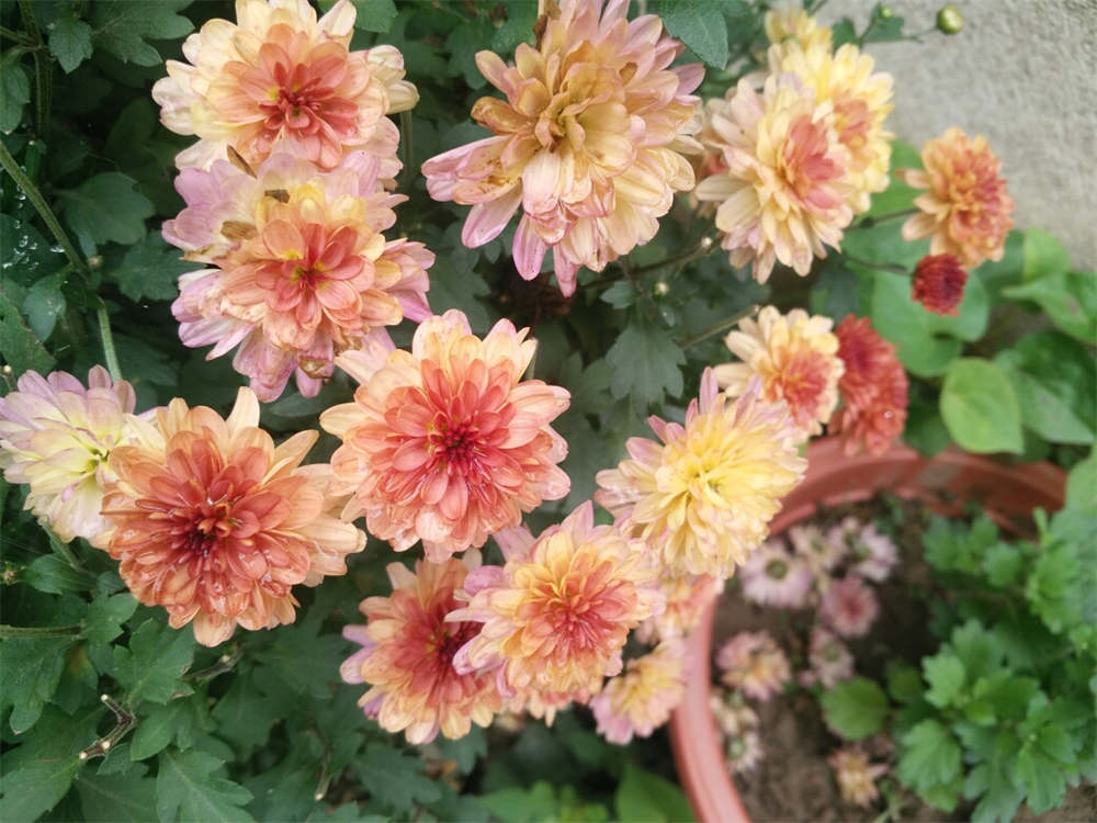 小雏菊