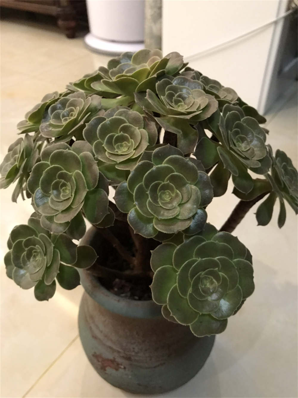 欧紫