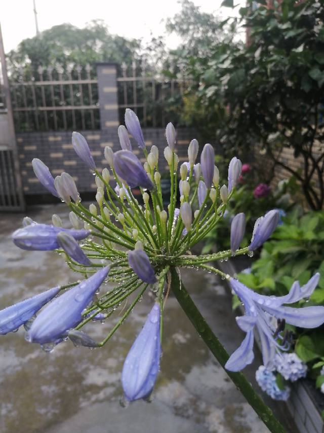 百子莲