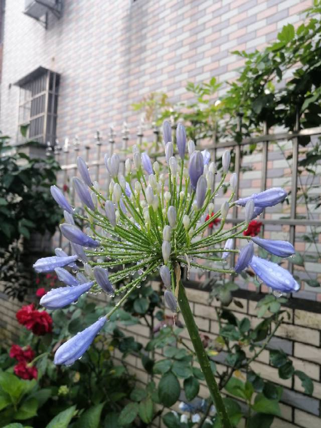 百子莲