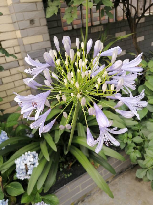 百子莲 百子莲