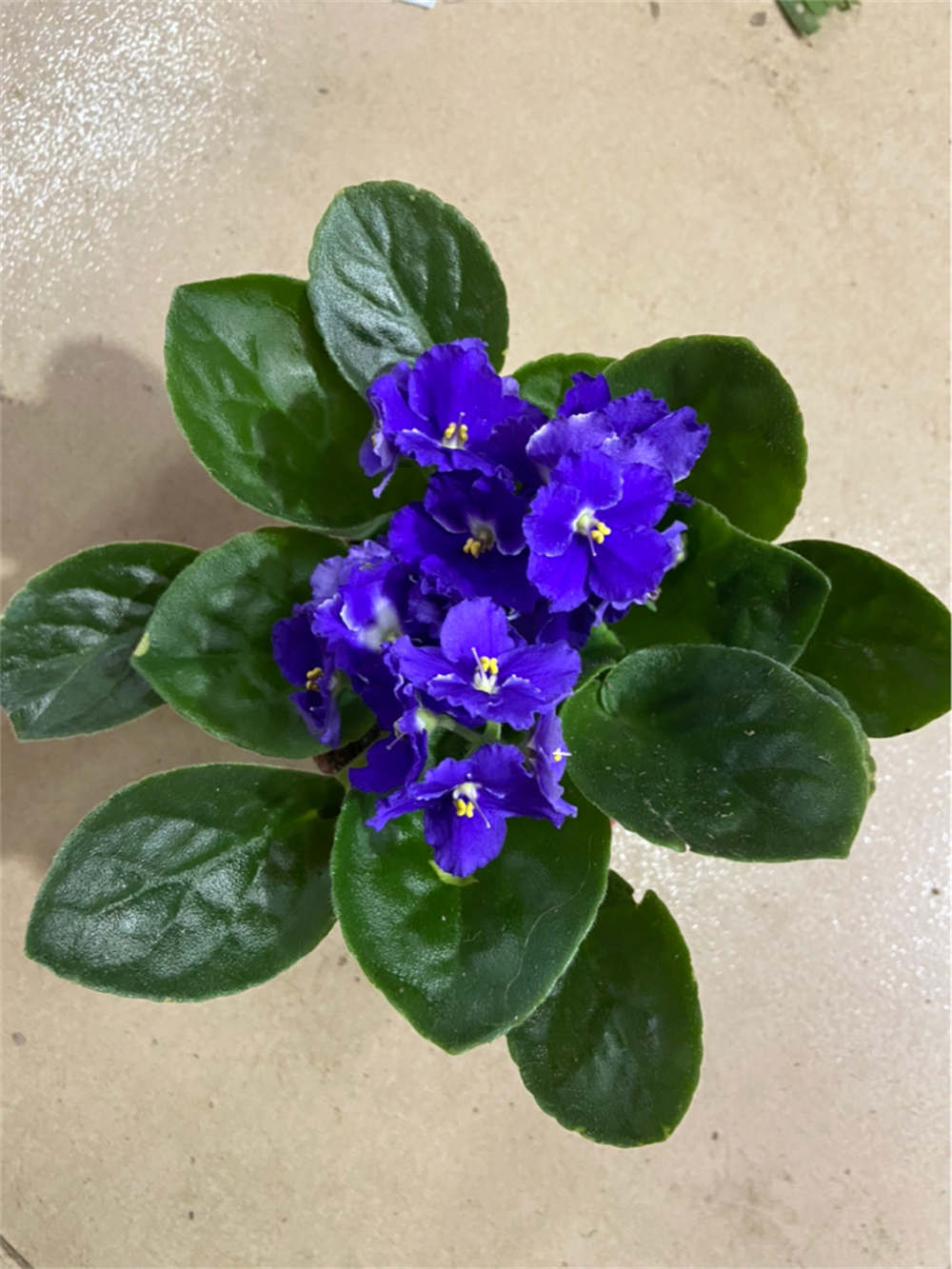 花卉