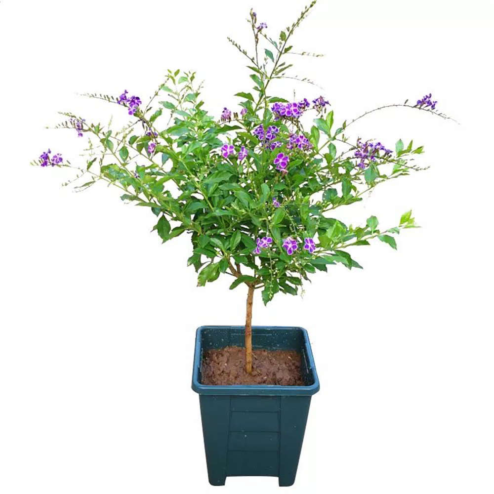 花卉
