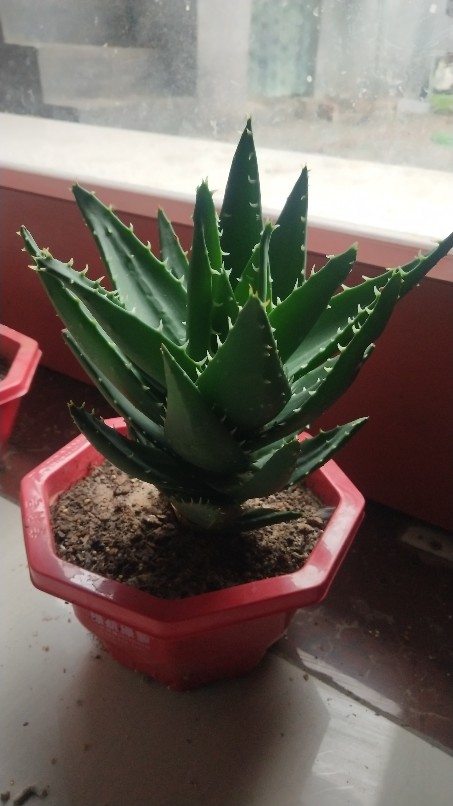 不夜城芦荟