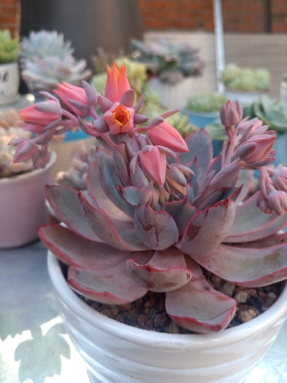 花卉